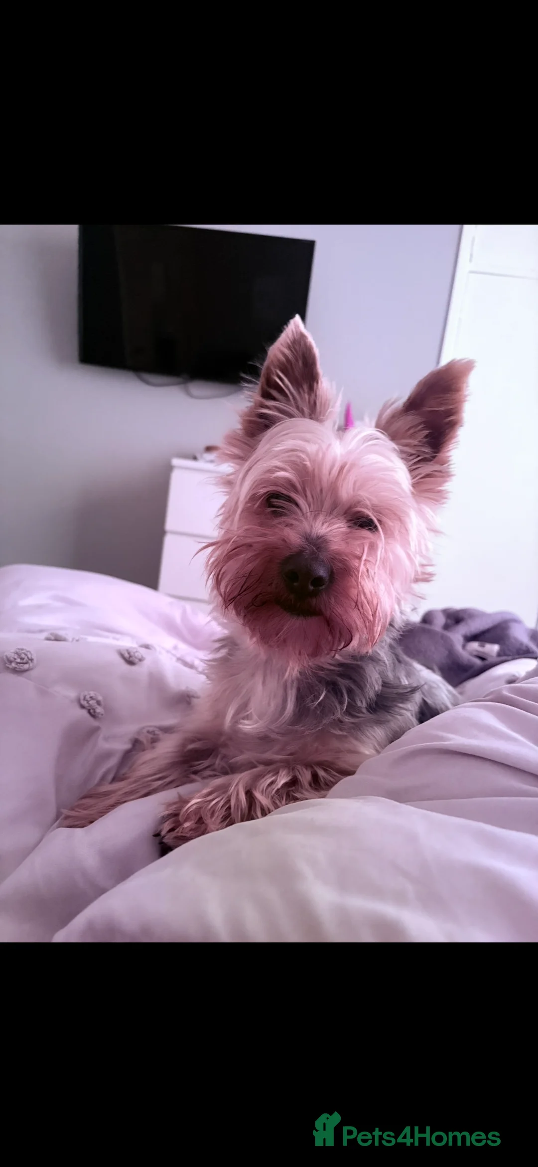 Yorkshire Terrier dogs for stud: Coco master  - Advert 3