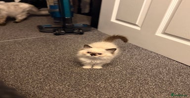 Ragdoll cats - Advert 4