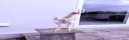 Chickens poultry for sale: WHITE O SHAMO CHICKENS - Advert 19