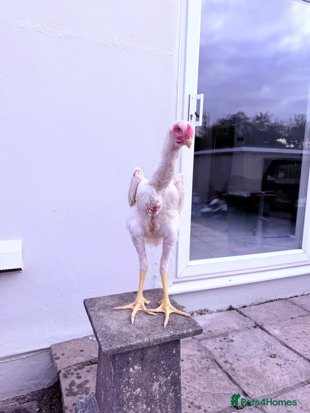 Chickens poultry for sale: WHITE O SHAMO CHICKENS - Advert 19