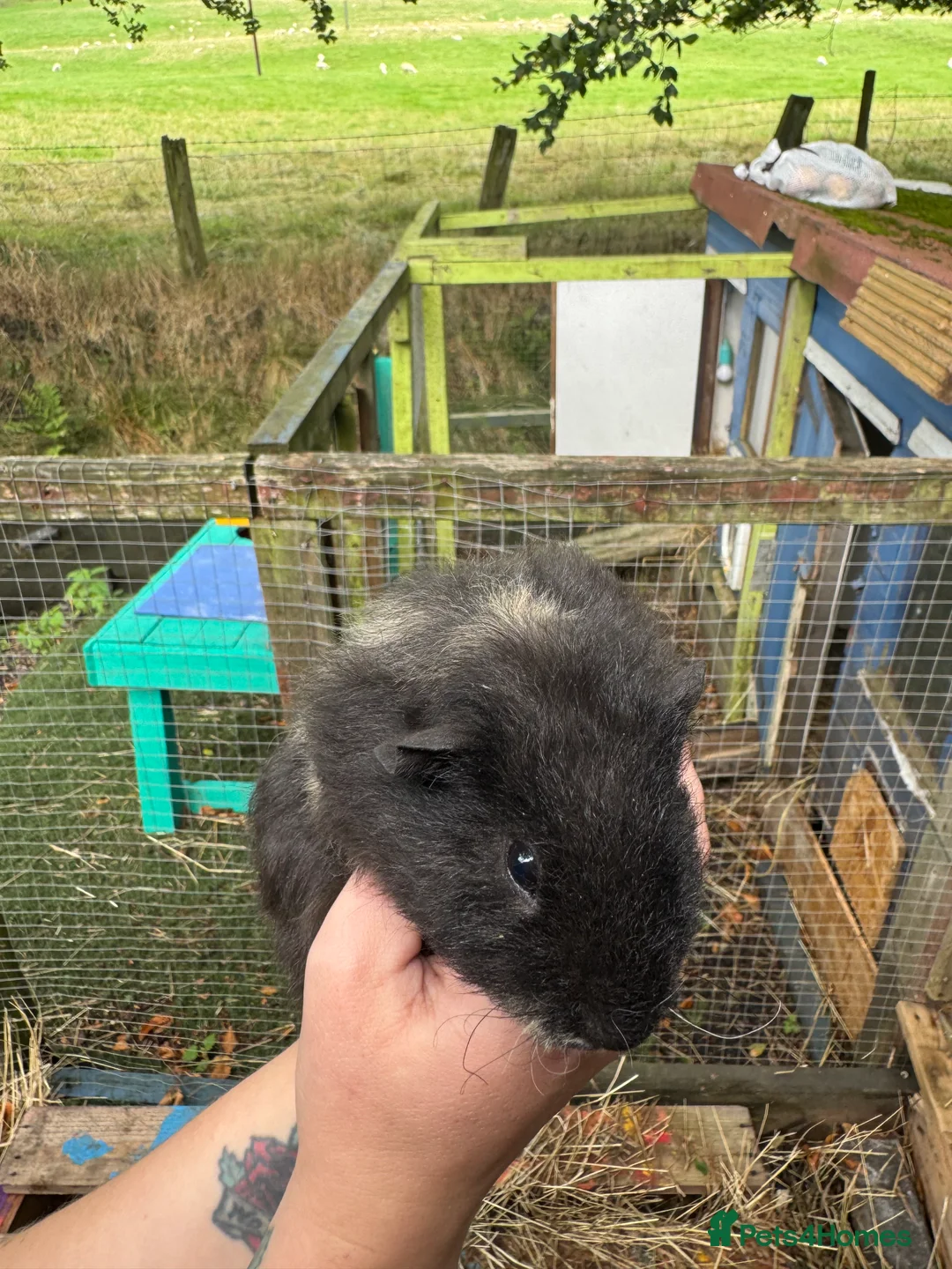 Guinea Pig rodents for sale: Guinea pigs  - Advert 21