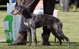 Mixed Breed dogs for sale: Bedlington Whippet cross puppies - Image 15