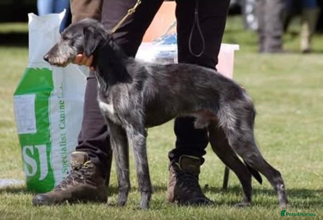 Mixed Breed dogs for sale: Bedlington Whippet cross puppies - Image 15