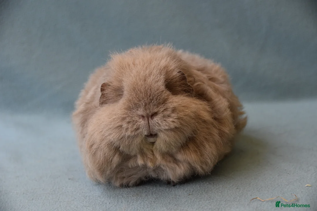 Guinea Pig rodents for sale: Longhared guinea pigs sows (2-3.5 years old) - Advert 5