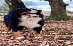 Bernese Mountain Dog dogs for stud: Bernese mountain dog (STUD) in Goole - Image 4