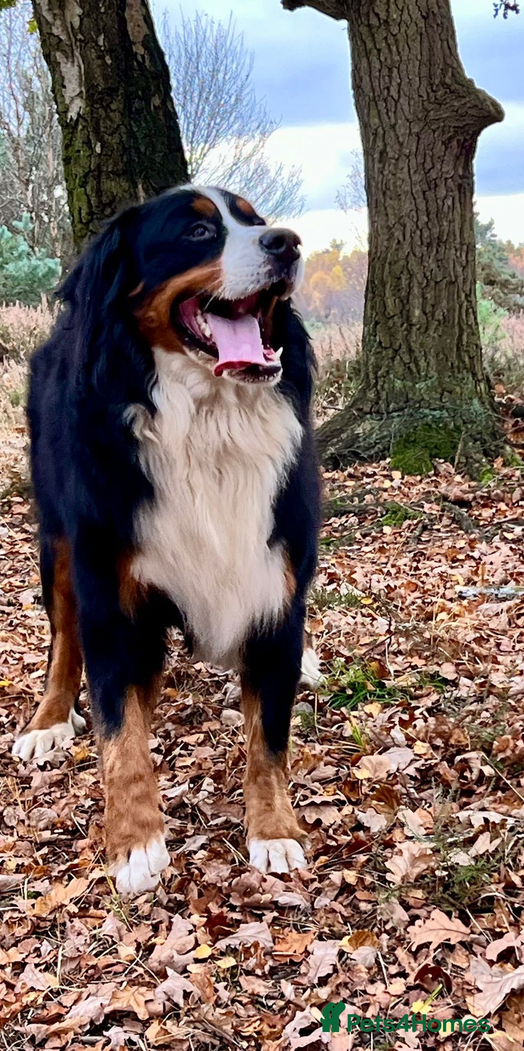 Bernese Mountain Dog dogs for stud: Bernese mountain dog (STUD) in Goole - Image 4