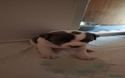 Staffordshire Bull Terrier dogs for sale: Blue Staffordshire bull terrier puppies  - Image 16