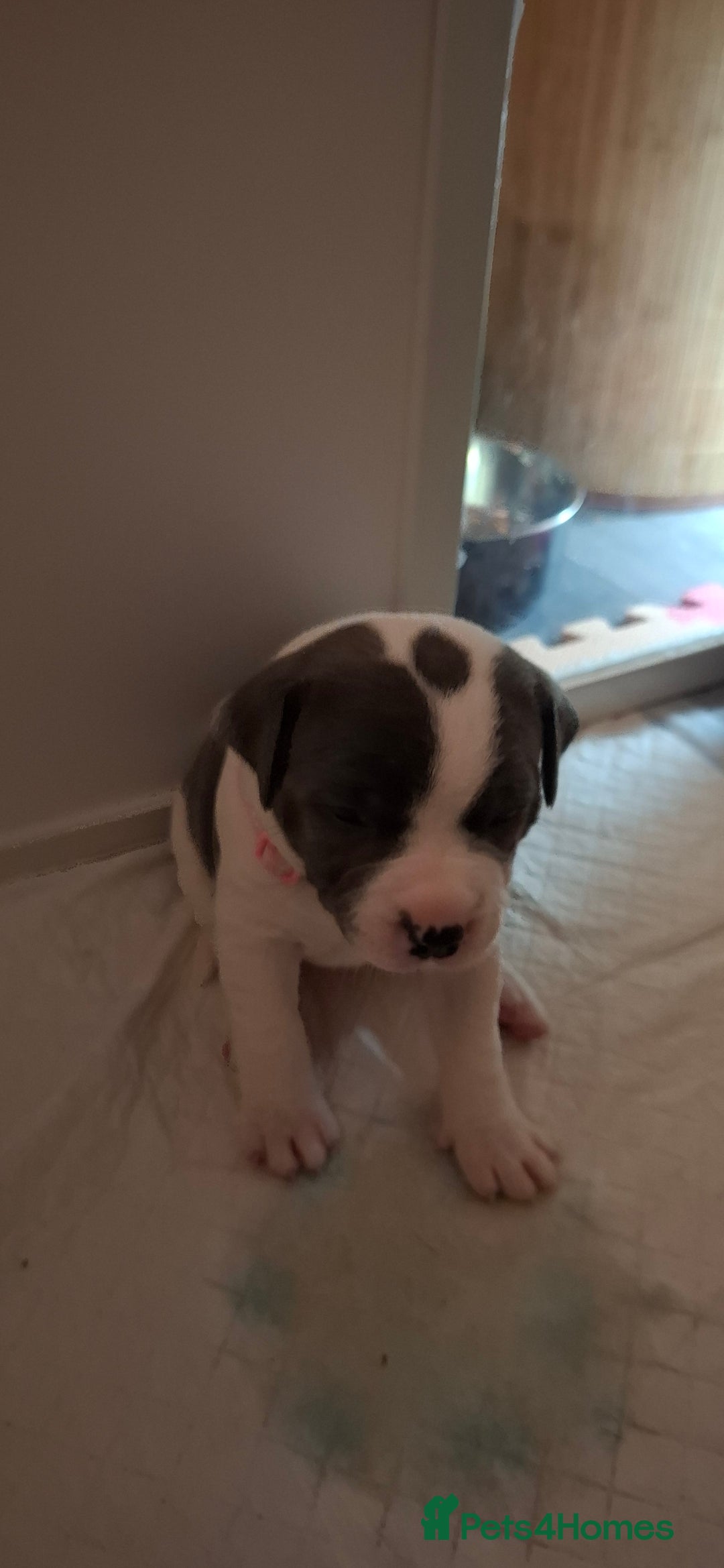 Staffordshire Bull Terrier dogs for sale: Blue Staffordshire bull terrier puppies  - Image 16