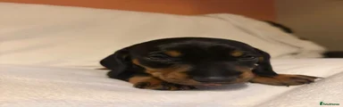 Black and Tan Puppy
