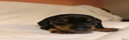 Dachshund dogs for sale: Beautiful Dachshund Puppies Ready for Loving Homes - Advert 11