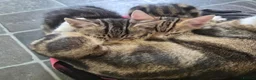 Domestic Shorthair cats for sale: Two male kittens ready to go in Lancaster - Advert 10