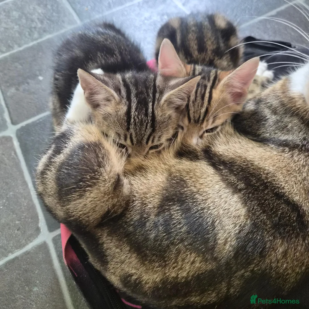 Domestic Shorthair cats for sale: Two male kittens ready to go in Lancaster - Advert 10