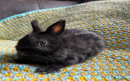 Netherland Dwarf rabbits for sale: Vaccinated Netherland Dwarf Rabbits - Image 8