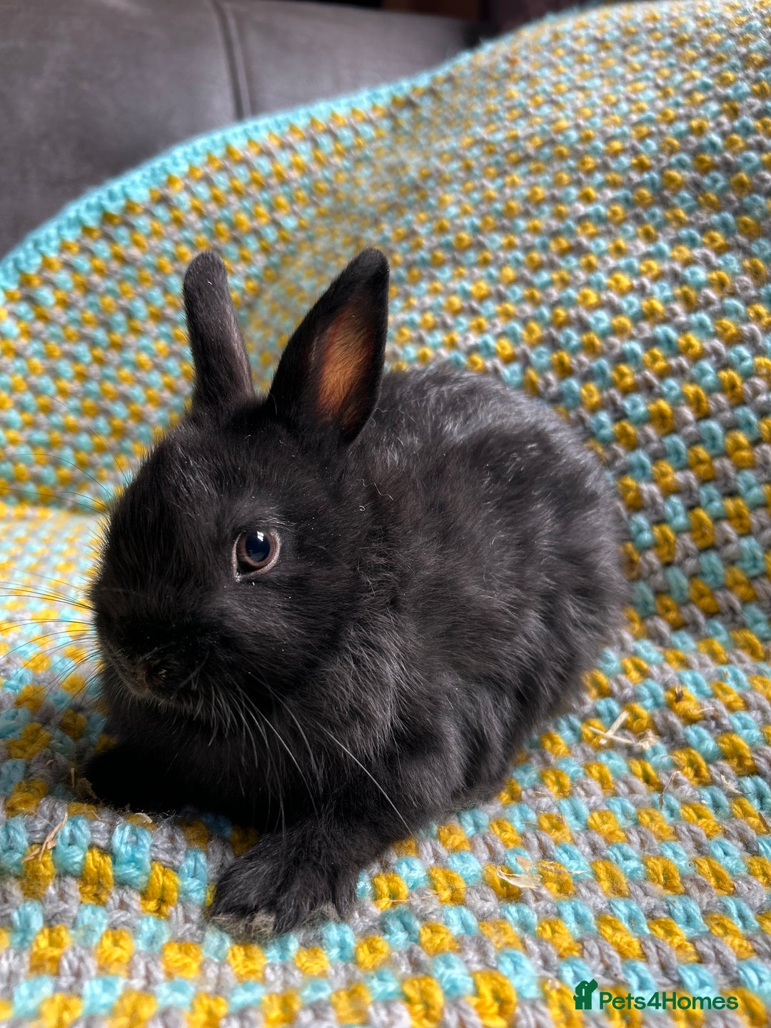 Netherland Dwarf rabbits for sale: Vaccinated Netherland Dwarf Rabbits - Image 8