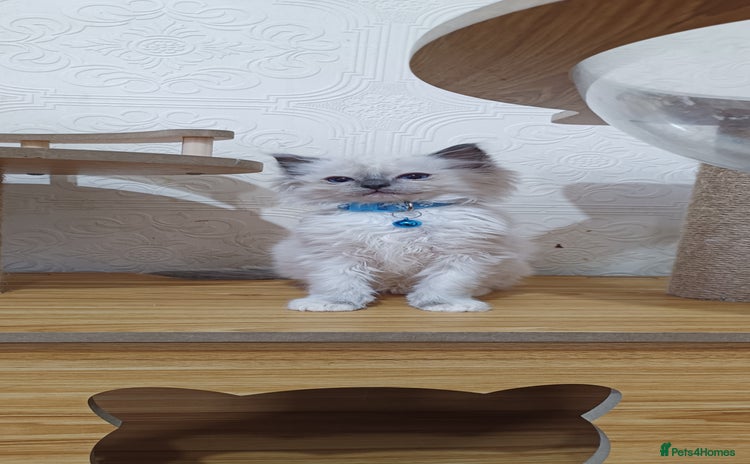 Ragdoll cats - Advert 12