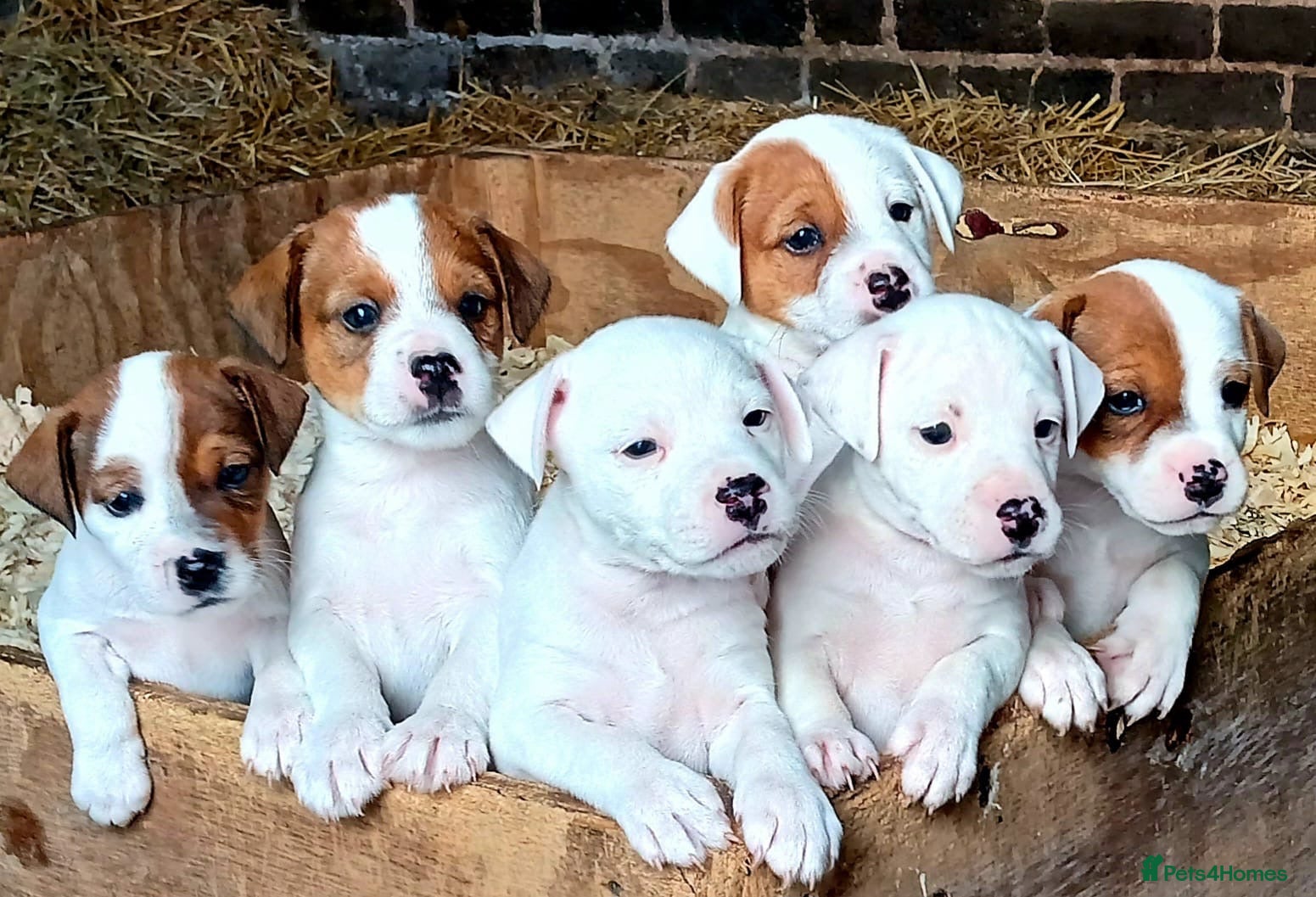 Parson Russell dogs Parson Russell Terrier pups  - Advert 4