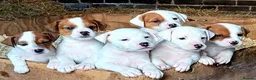 Parson Russell dogs for sale: Parson Russell Terrier pups  in Wrexham - Advert 1