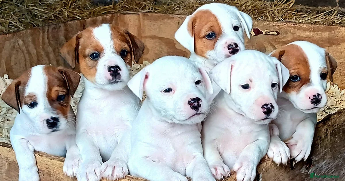 Parsonl Parson Russell Terrier Puppies for sale in Buckley, Flintshire | Pets4Homes