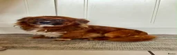 Mixed Breed dogs for adoption: Vernon in Sidcup - Advert 1
