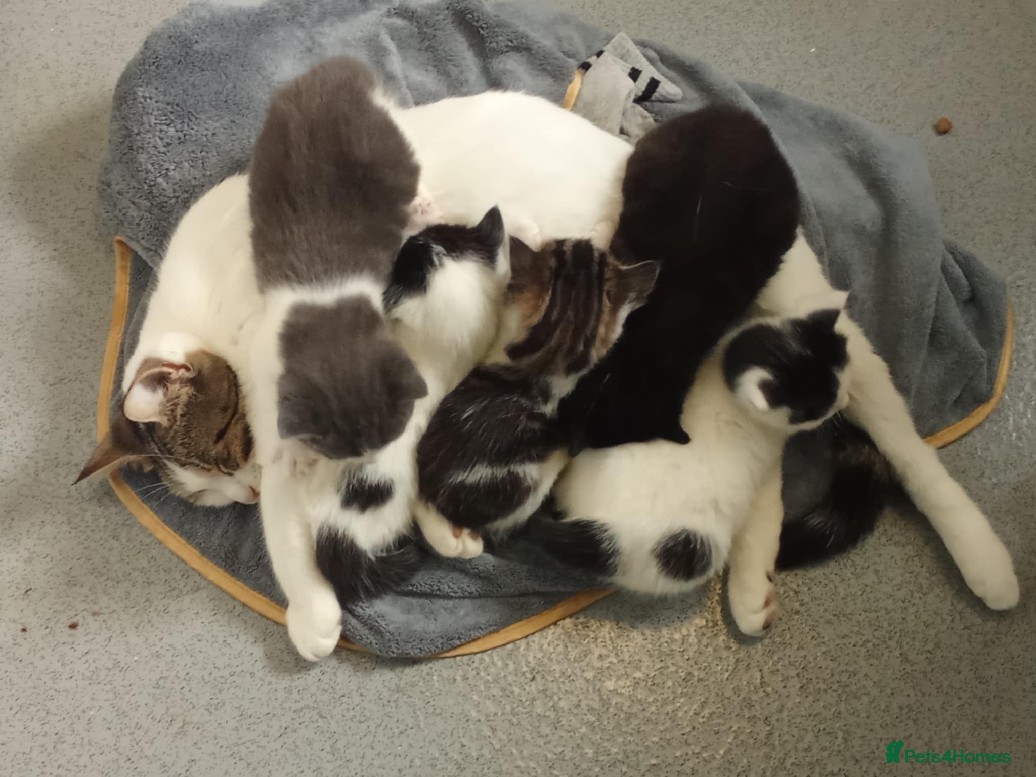 Ragdoll cats Kittens for sale  - Advert 2