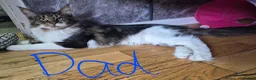 Maine Coon cats for sale: Beautiful Maine coon kitten girls  - Advert 5