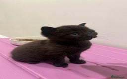 British Shorthair cats for sale: Stunning Brown/Grey Mix British Shorthair Kittens - Advert 7