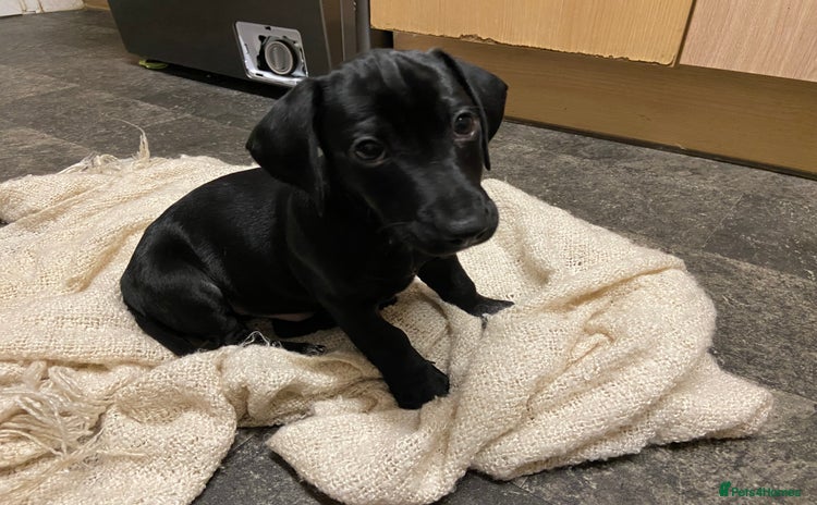 Mixed Breed dogs - Advert 4