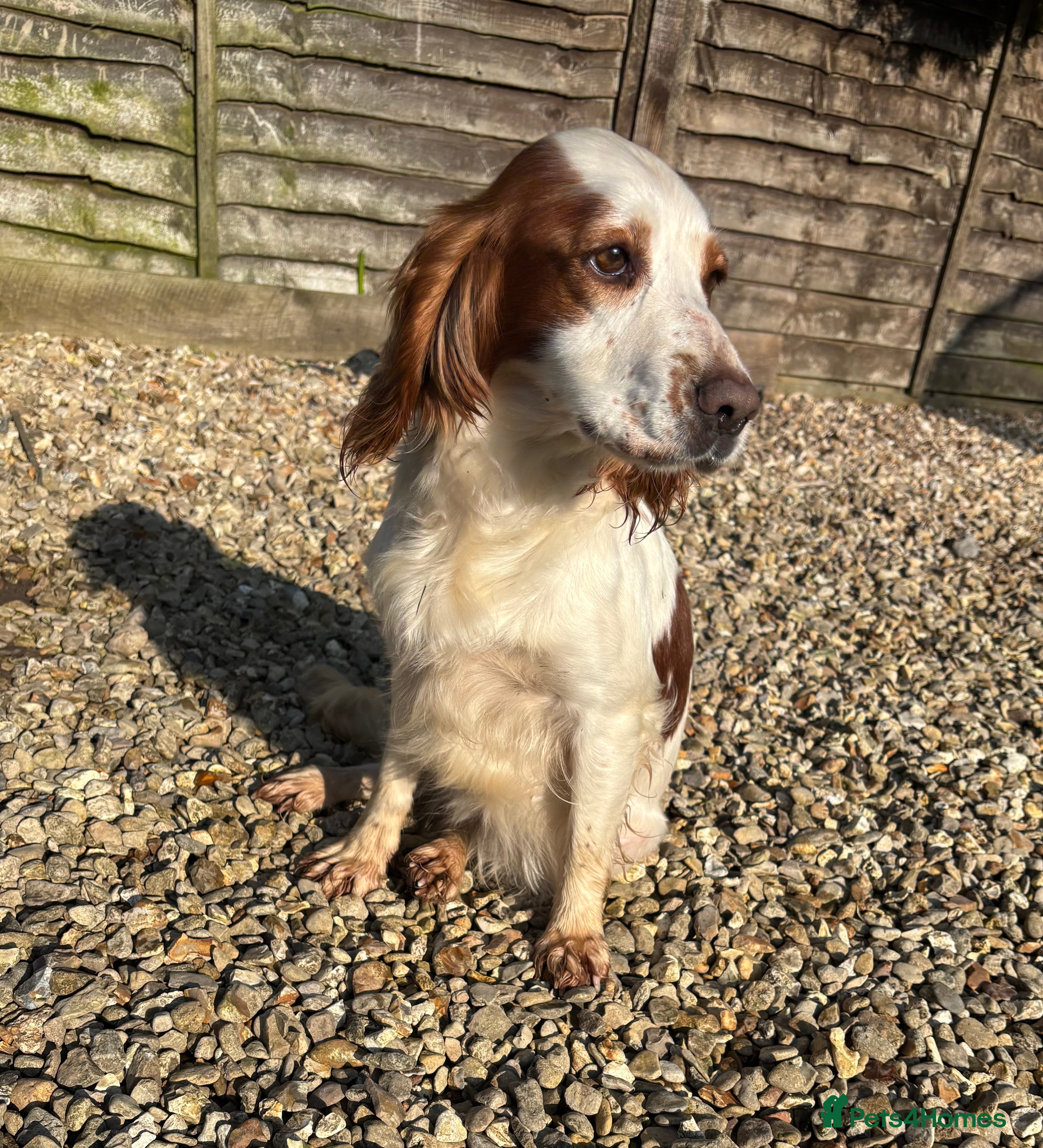 Cocker Spaniel dogs Rehoming Cocker Spaniel female  - Advert 8