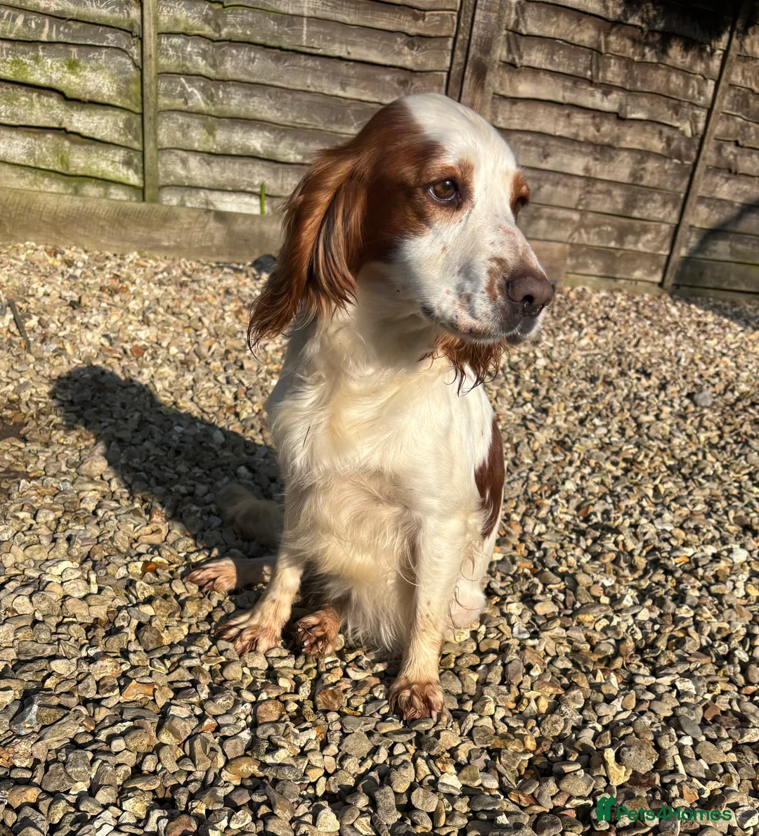 Cocker Spaniel dogs for sale: Rehoming Cocker Spaniel female  - Advert 1