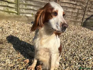 Cocker Spaniel dogs Rehoming Cocker Spaniel female - Advert 8