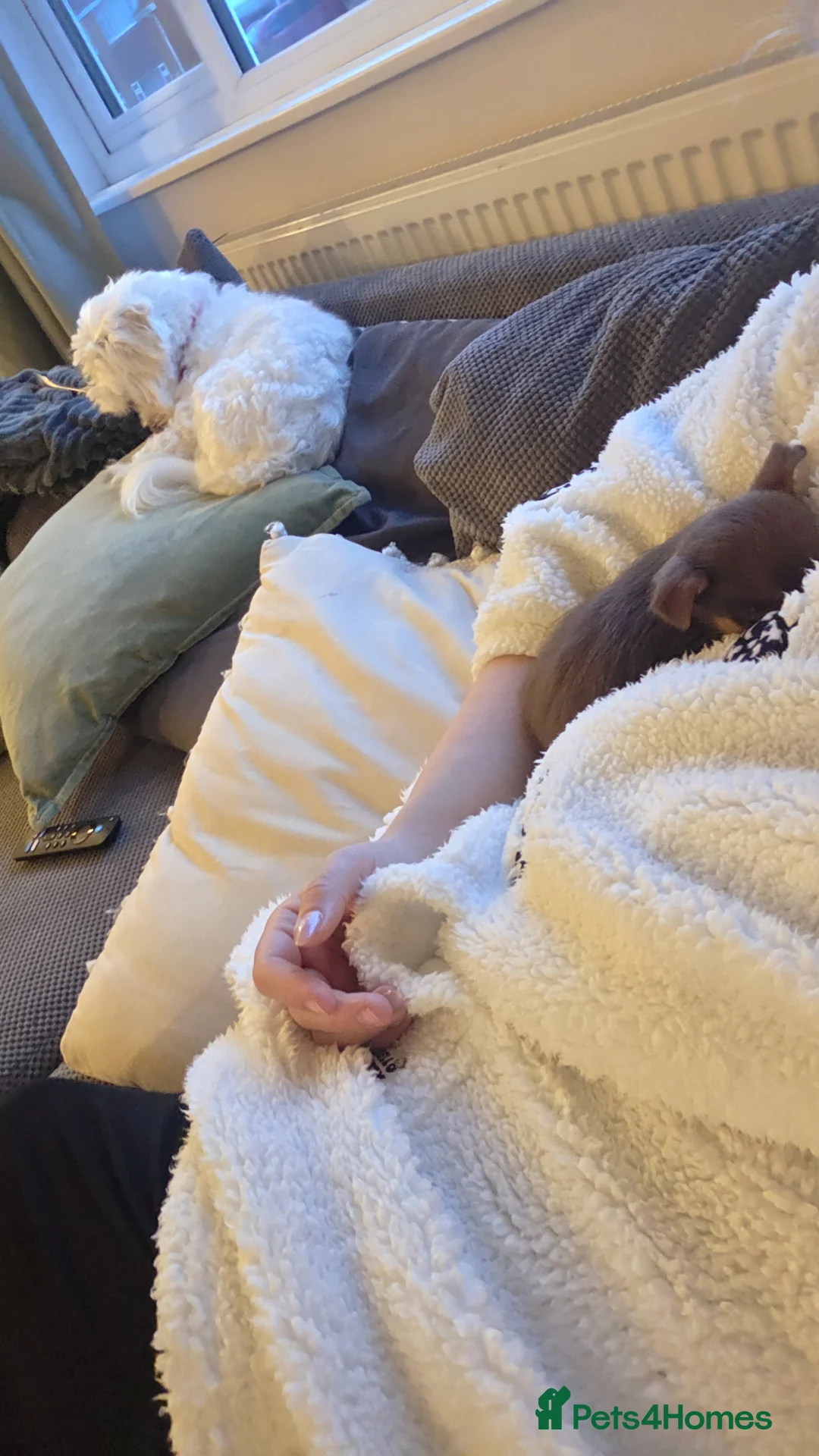 Mixed Breed dogs for sale: Jack Chi - Advert 4