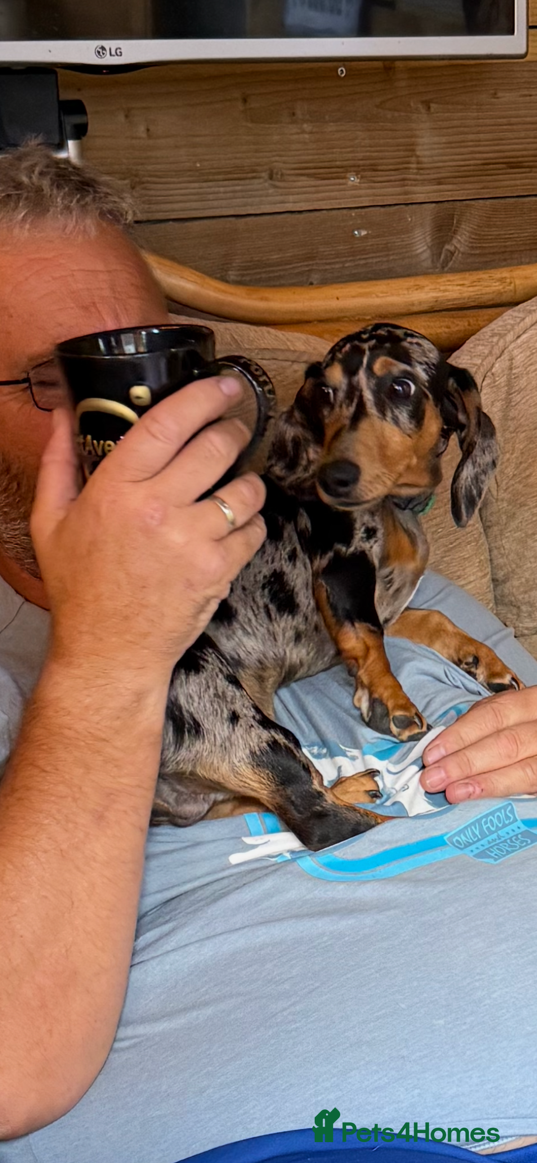 Miniature Dachshund dogs for sale: Male Silver Dapple Miniature Dachshund's  - Image 13