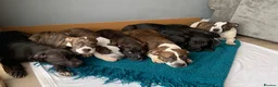 Shorty Bull dogs for sale: JAW-DROPPING POCKET BULLIES – IMPRESSIVE GENETICS  - Advert 9