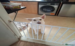 German Shepherd dogs for sale: German Shepard in Montacute - Image 2