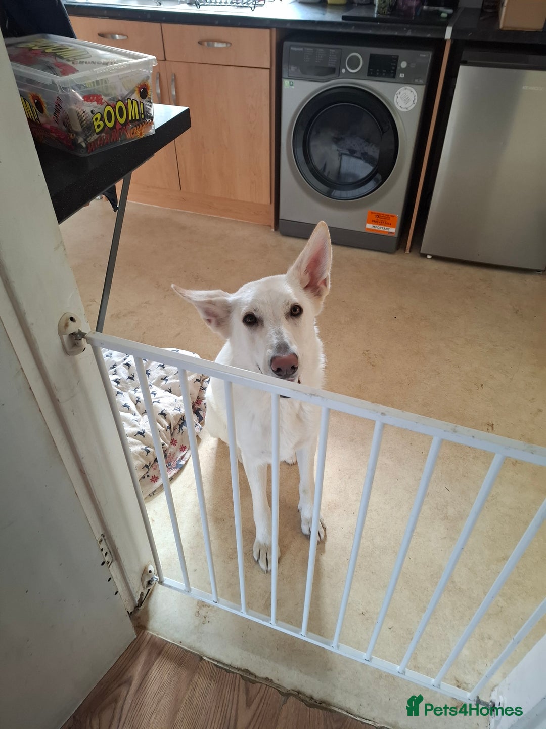 German Shepherd dogs for sale: German Shepard in Montacute - Image 2