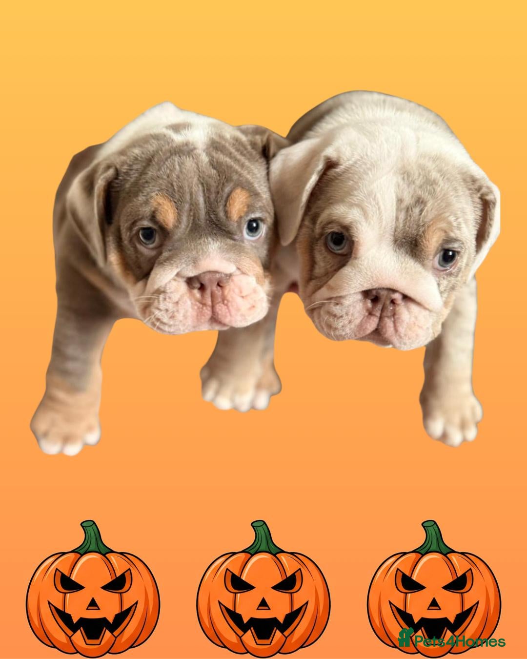 English Bulldog dogs for sale: Romeo & Juliet  - Image 2