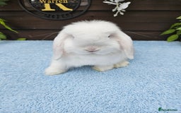 Mini Lop rabbits for sale: **Stunning Mini lop baby buck available** - Image 5