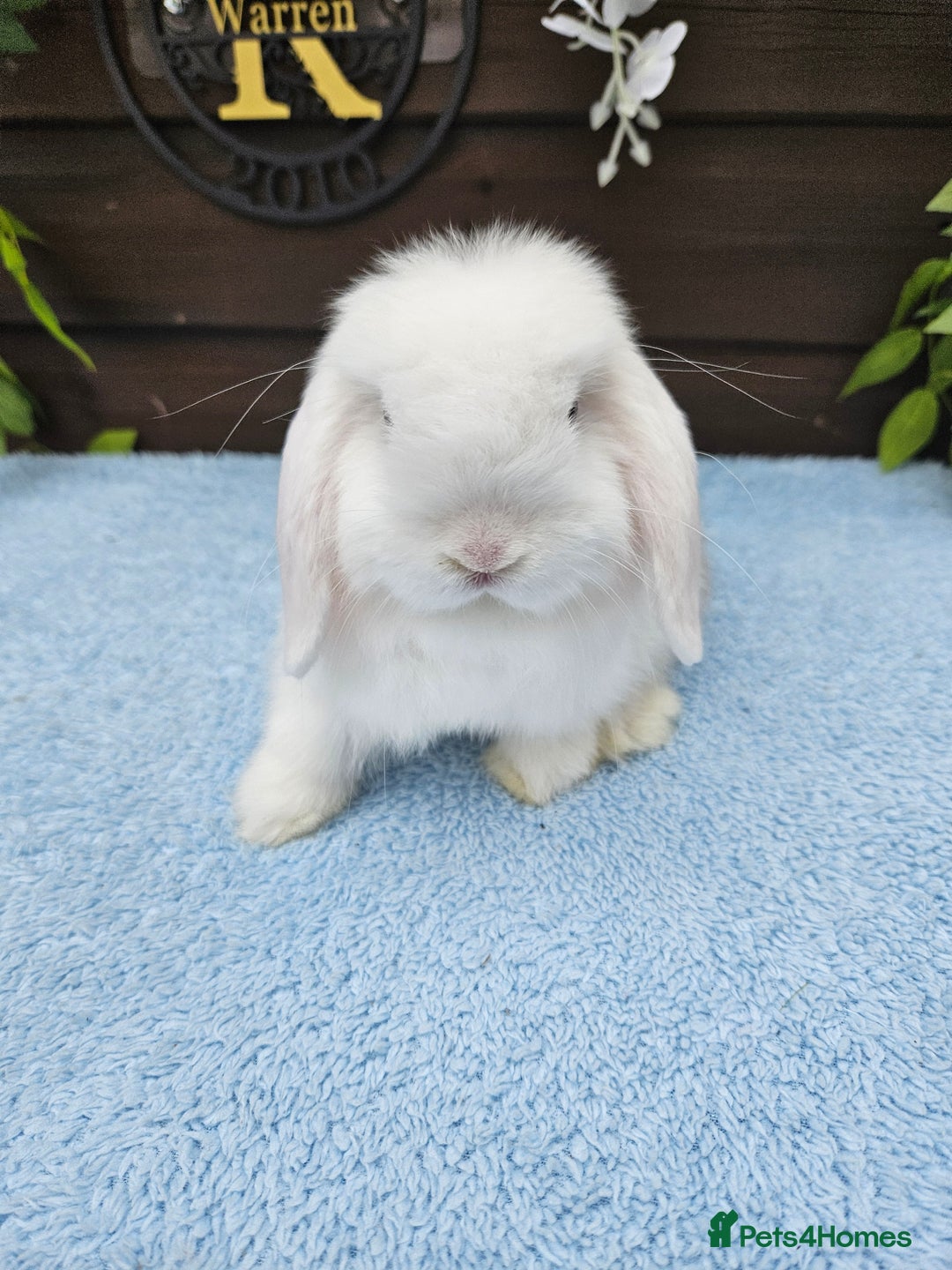 Mini Lop rabbits for sale: **Stunning Mini lop baby buck available** - Image 5