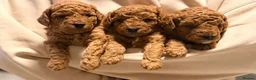 Toy Poodle dogs for sale: Toy poodles  in Dungannon - Advert 2