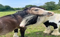 Welsh Section A horses for sale: welsh section A 12hh - Image 2