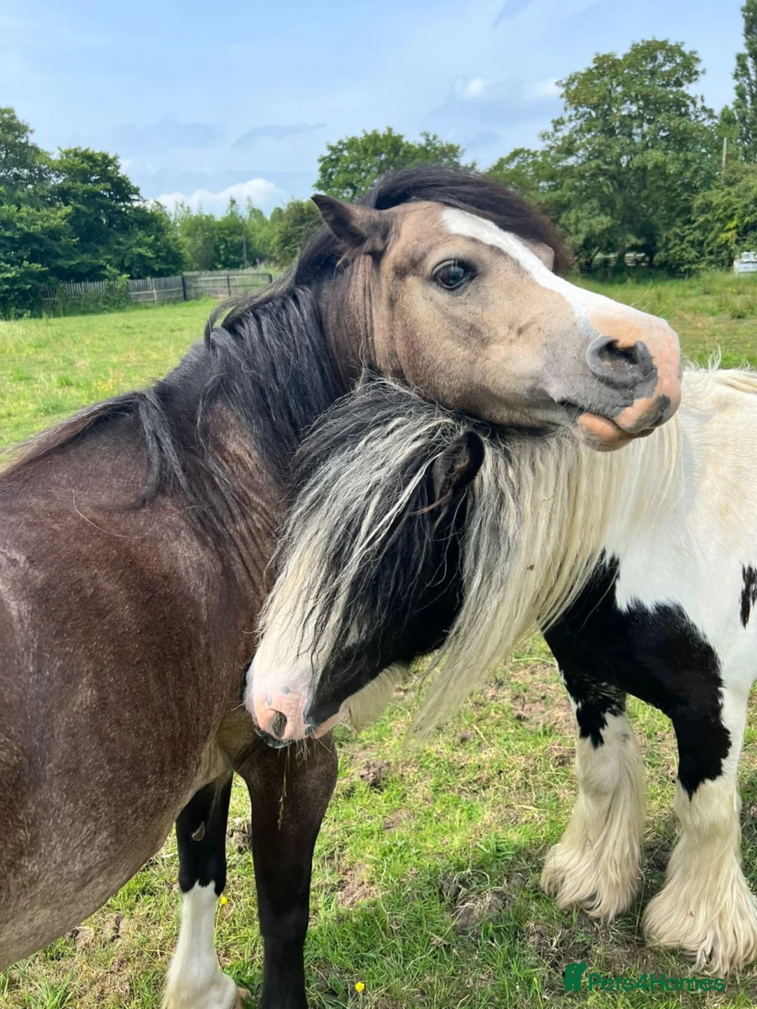 Welsh Section A horses for sale: welsh section A 12hh - Advert 2