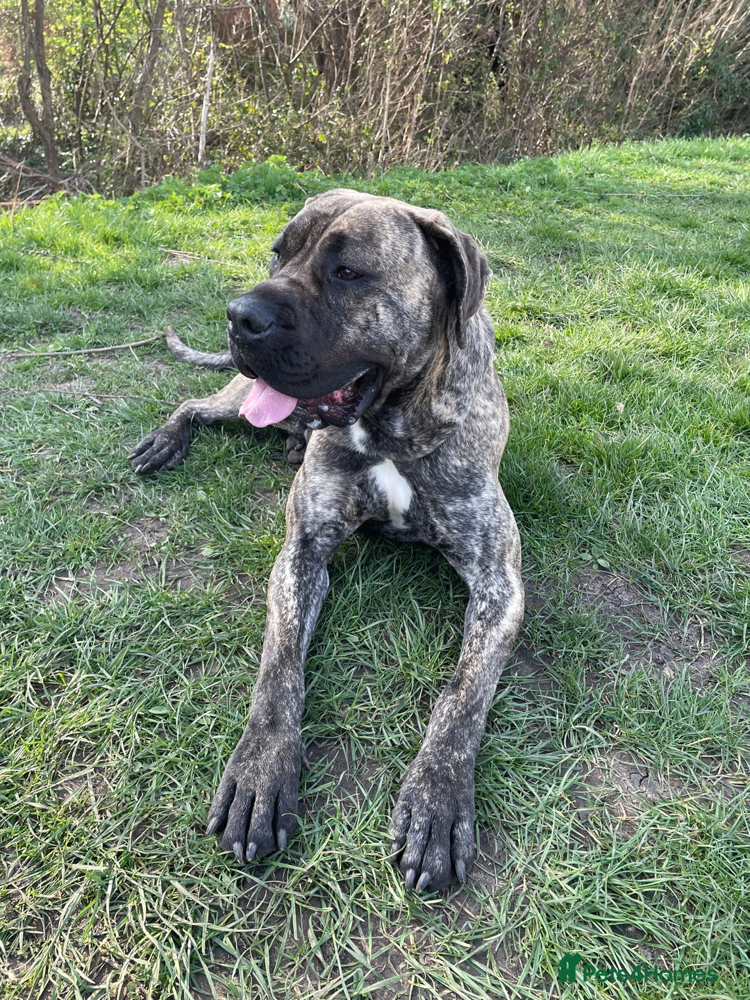 Presa Canario dogs for sale: Presa canario for sale - Advert 1
