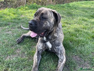 Presa Canario dogs Presa canario for sale - Advert 19