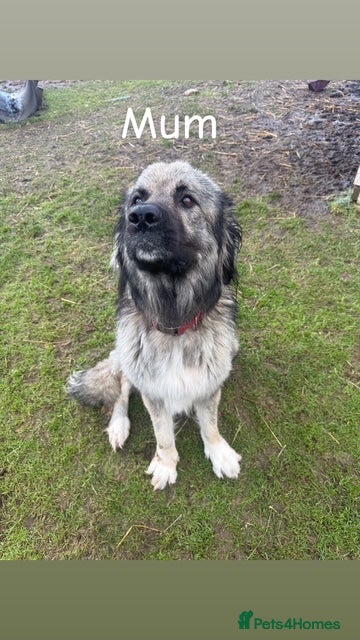 Caucasian Shepherd Dog dogs Beautiful Caucasian shepherd puppies in Radstock - Advert 18