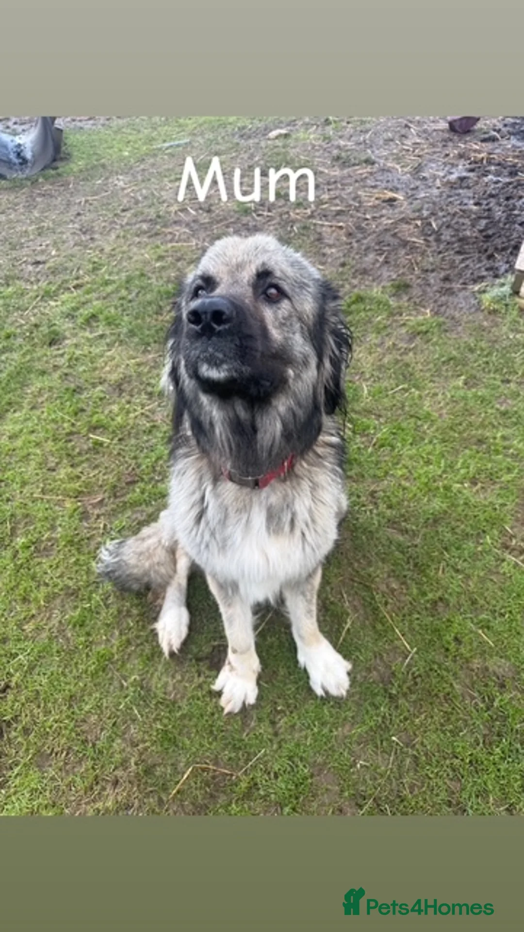 Caucasian Shepherd Dog dogs for sale: Beautiful Caucasian shepherd puppies in Radstock - Advert 1