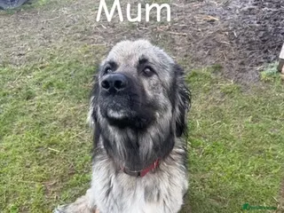 Caucasian Shepherd Dog dogs Beautiful Caucasian shepherd puppies in Radstock - Advert 7