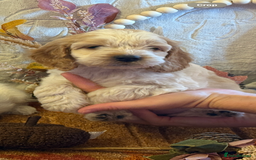 Cockapoo dogs for sale: Gorgeous cockapoo babies  - Image 12