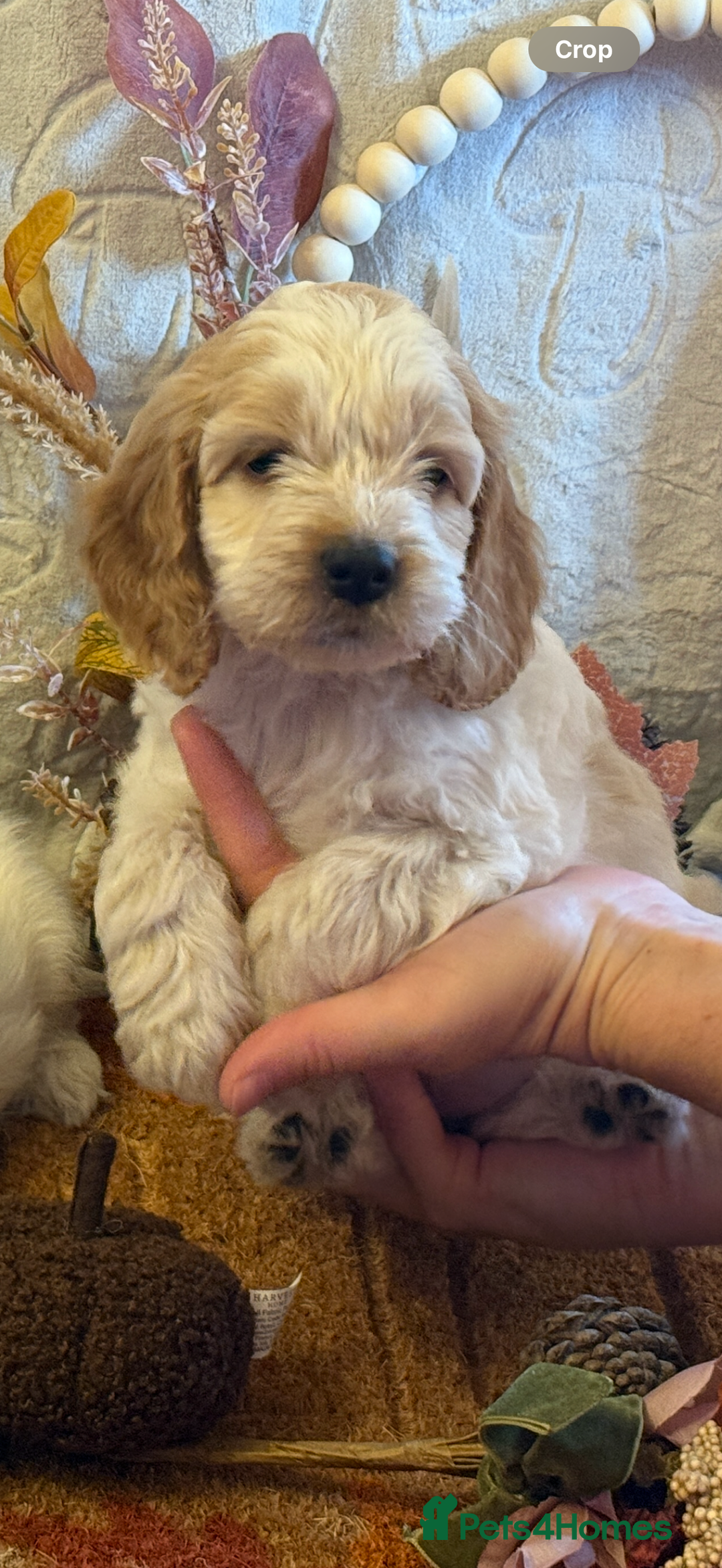 Cockapoo dogs for sale: Gorgeous cockapoo babies  - Image 12