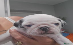 Pug dogs for sale: 3 pug puppies  - Image 14