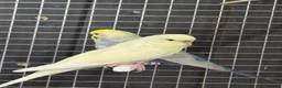 Budgerigars birds for sale: Mixed coloured Budgie’s  in Leicester - Advert 3